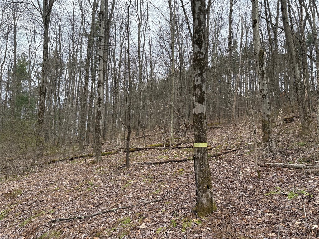 Forest Hill, Owego, New York image 22