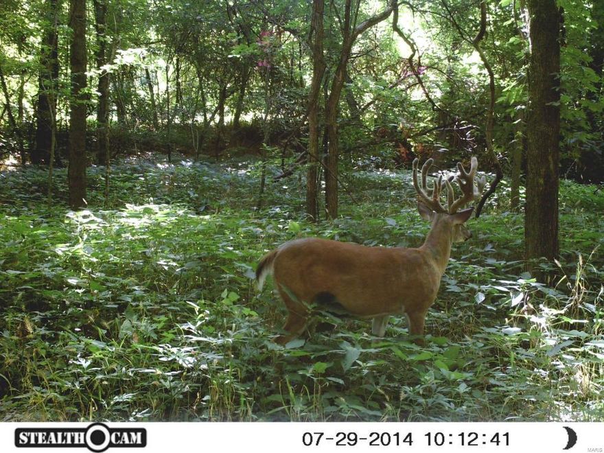 Stunning views from this magnificent property in Augusta's wine country.   Farmland, woods and pastures are all found on this beautiful tract of land.  Plenty of trophy deer and turkey for the hunter and the nature-lover.  Several superb custom home building sites with picturesque views.  Consists of two parcels:  186180A000 and 186180B000, totaling 136.94 acres.  Only $6,900/acre.