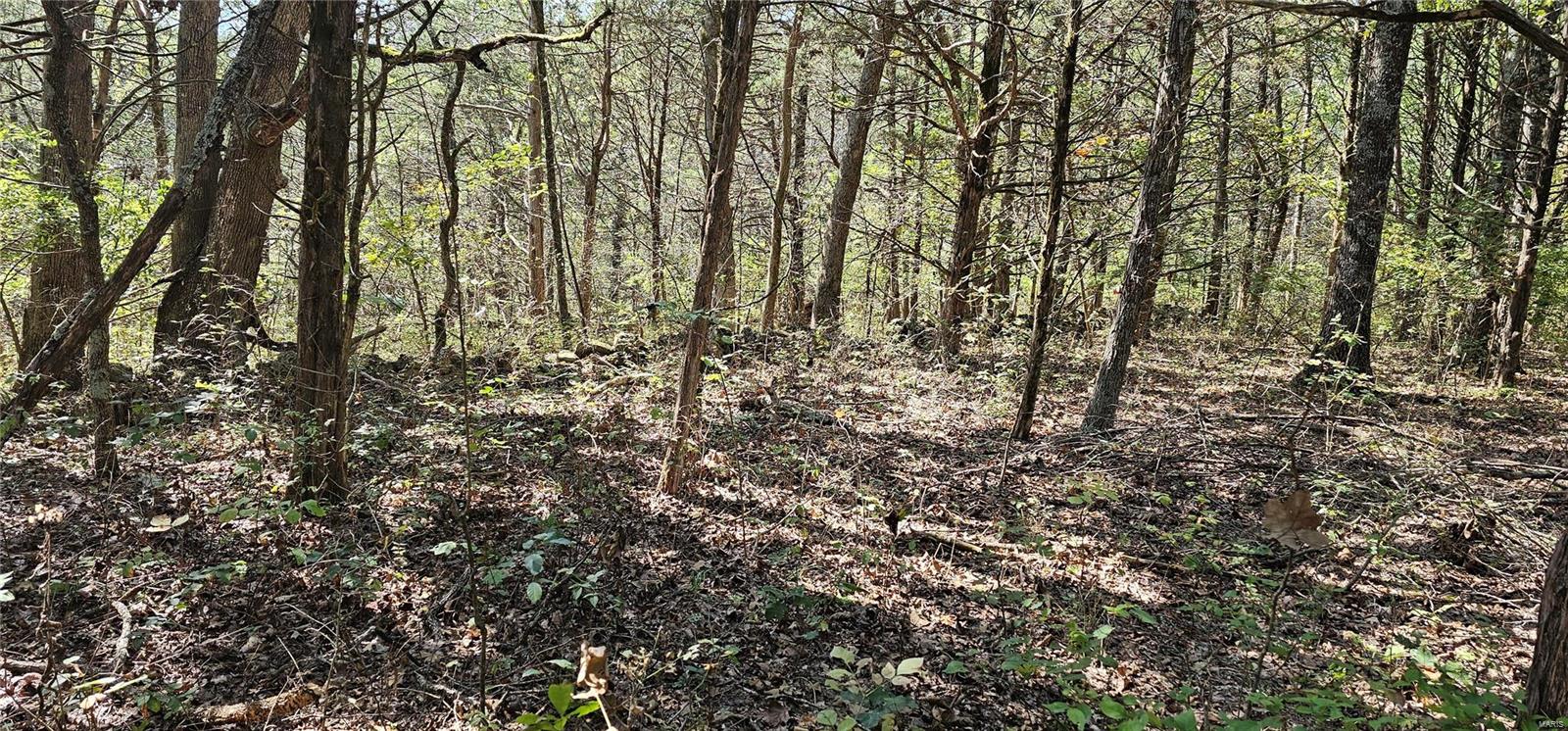 4474 Cedar Tree