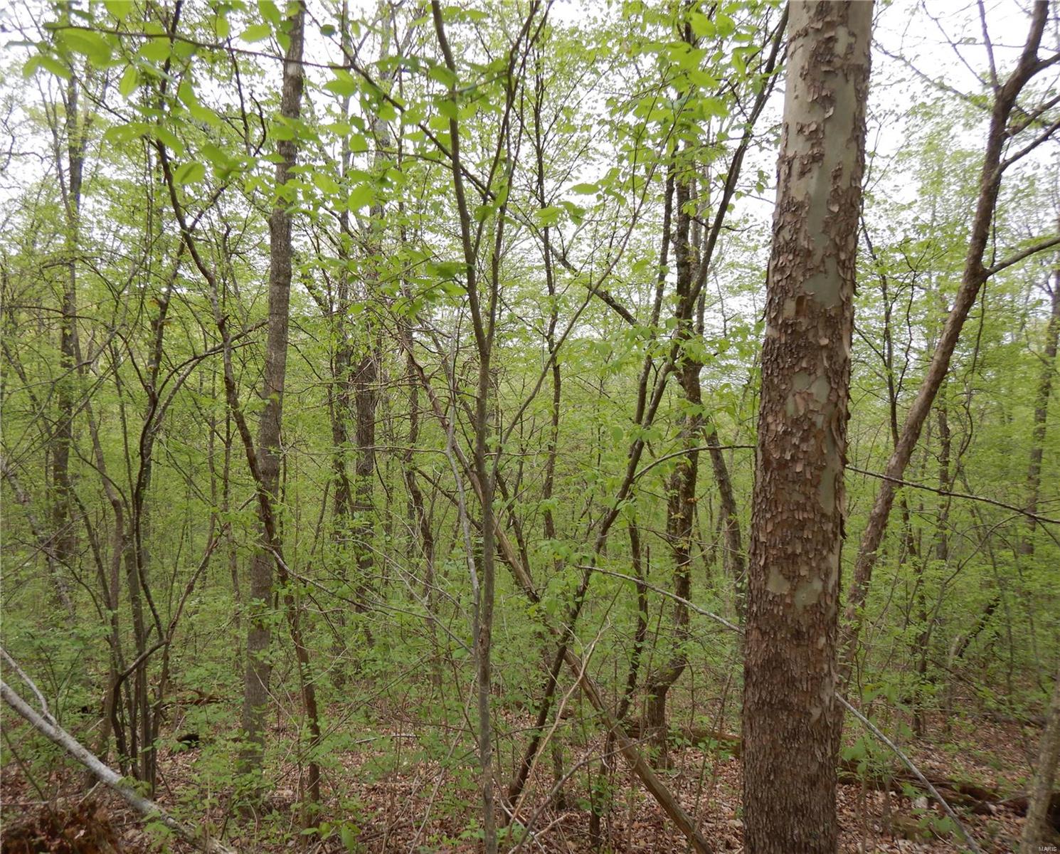 The Woods - Farm