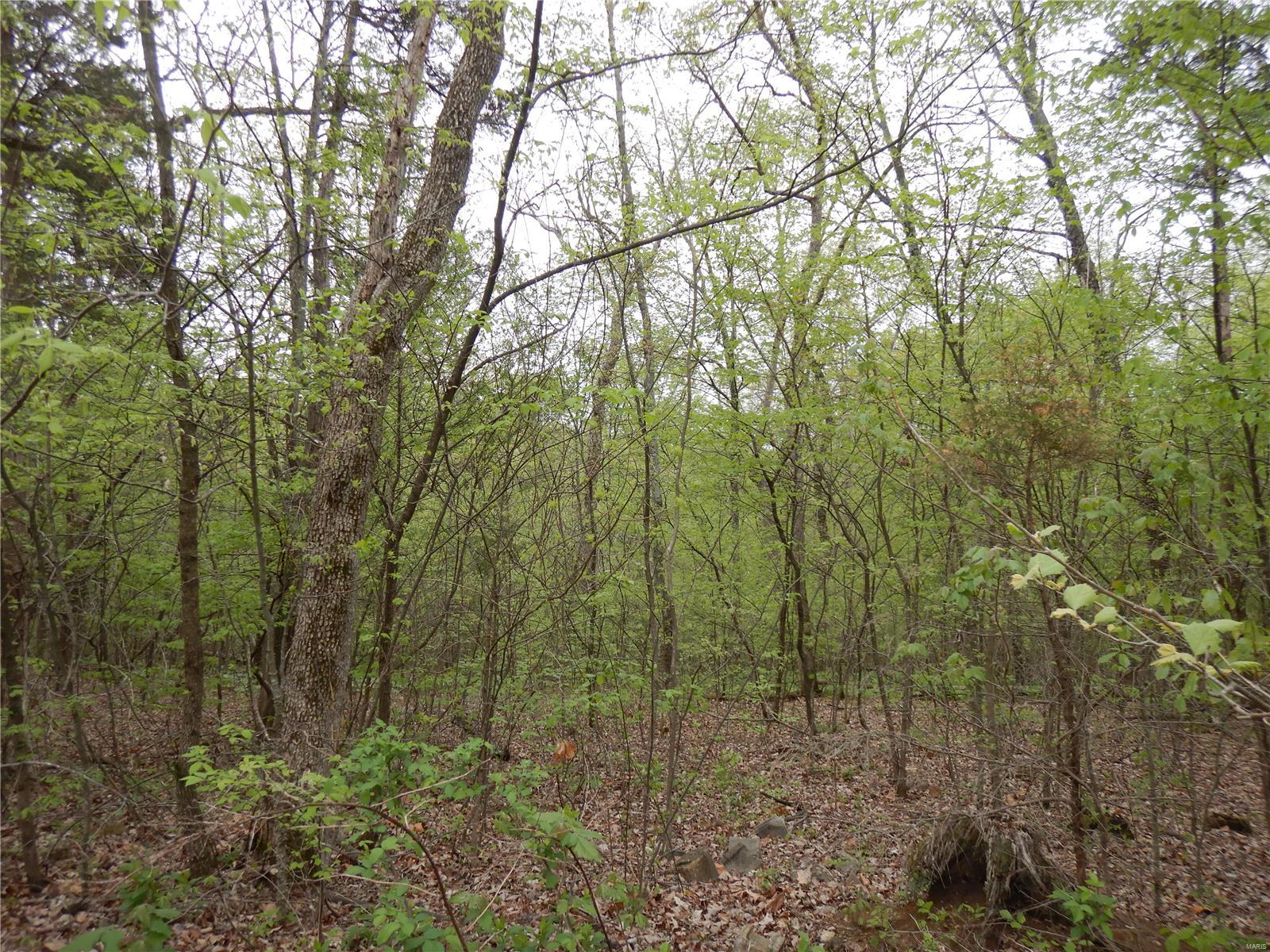 The Woods - Farm