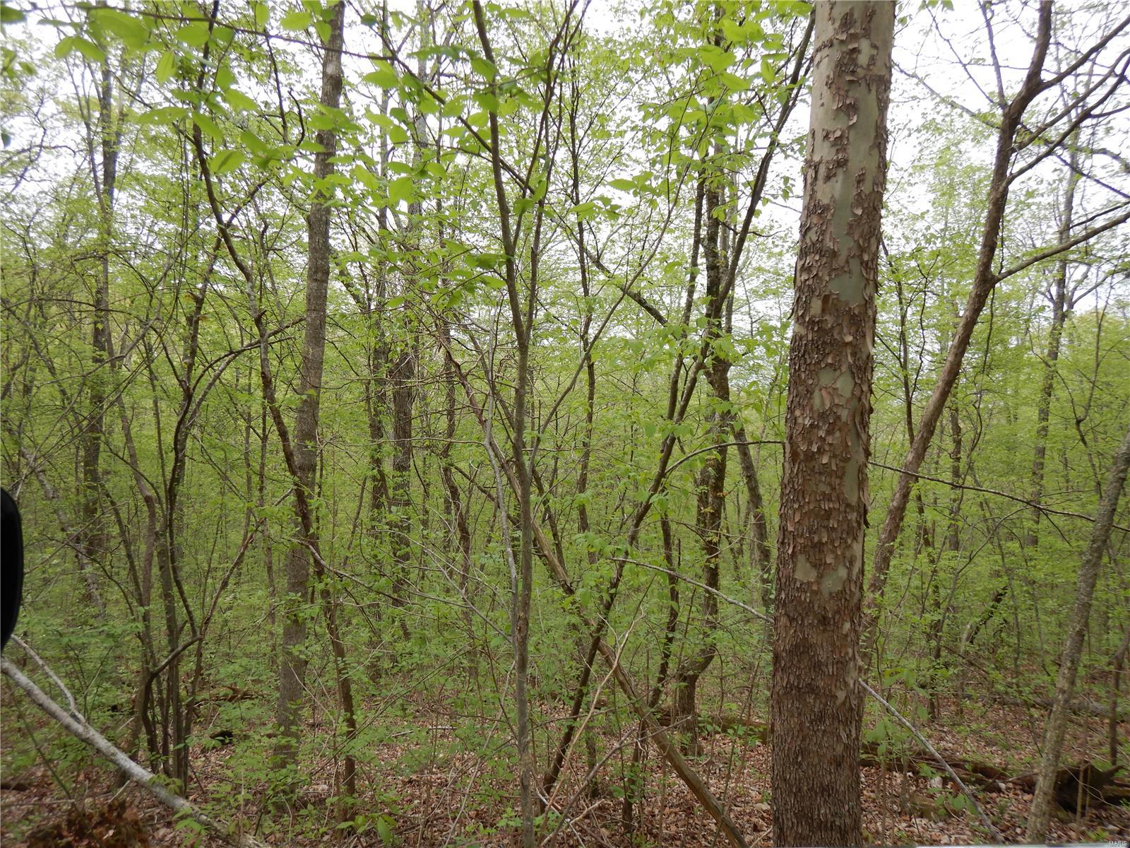 The Woods - Farm
