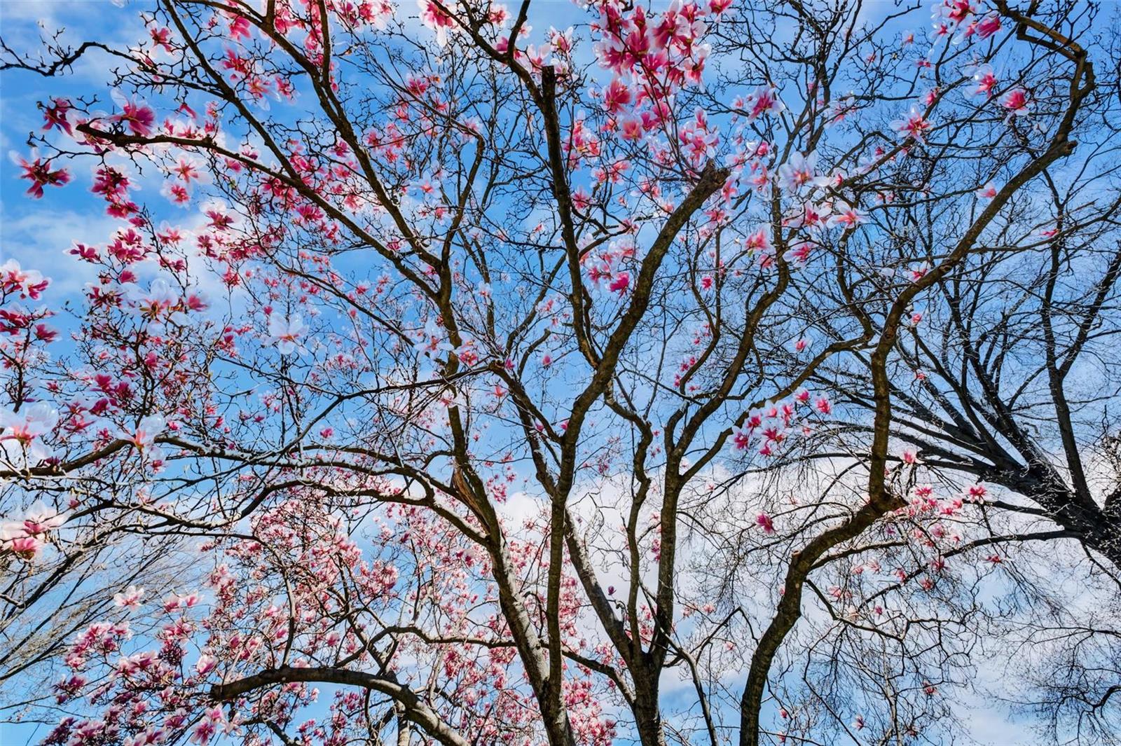 Rutherford Lane - Residential