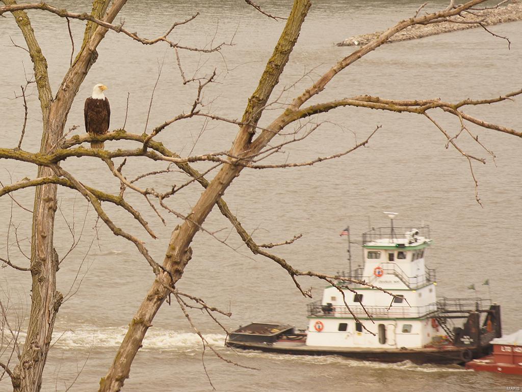 Mississippi Bluffs - Residential