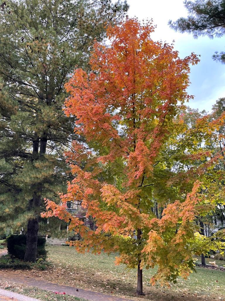 New Helfenstein Park - Residential