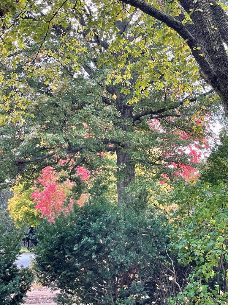 New Helfenstein Park - Residential