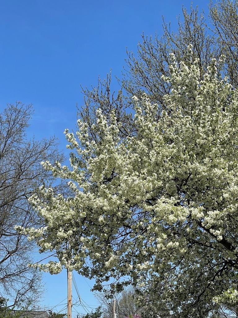 New Helfenstein Park - Residential