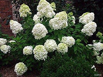 Scarsdale - Residential