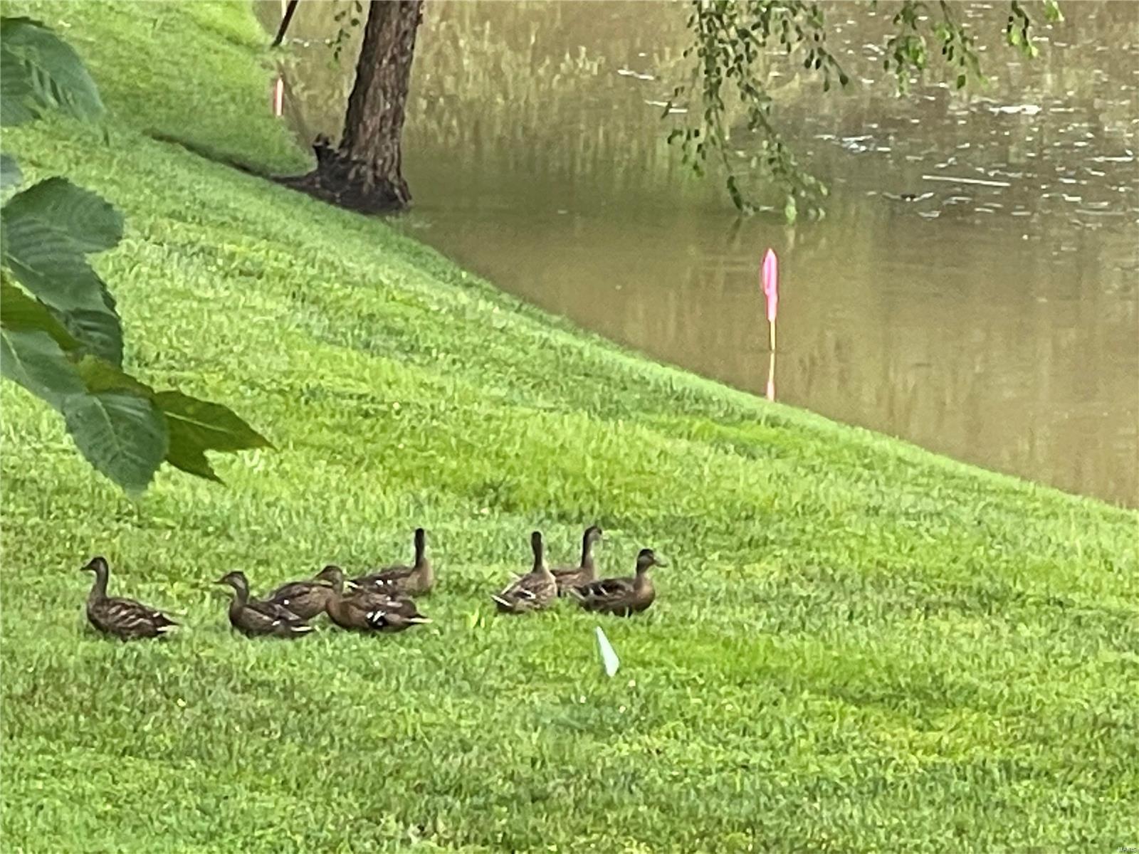 Spring Mills Estate - Residential