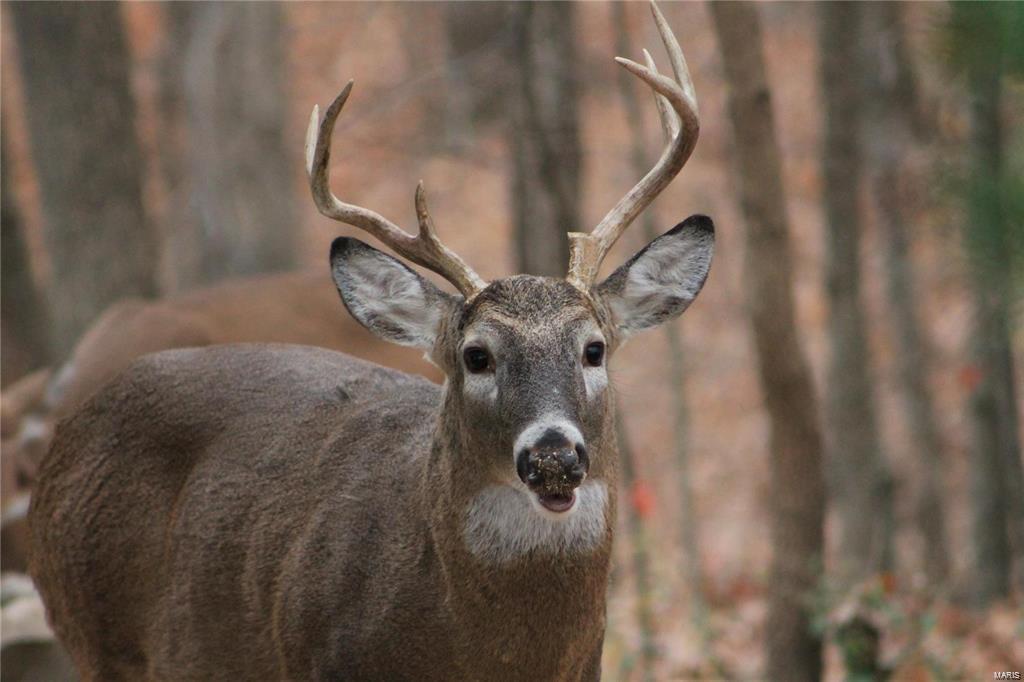 Lake Sherwood Estates - Land