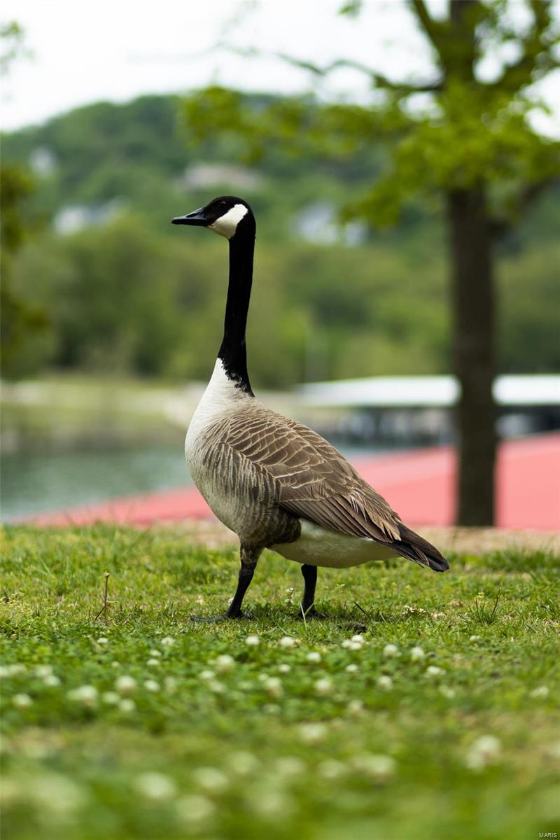 Branson Shores Resort - Residential