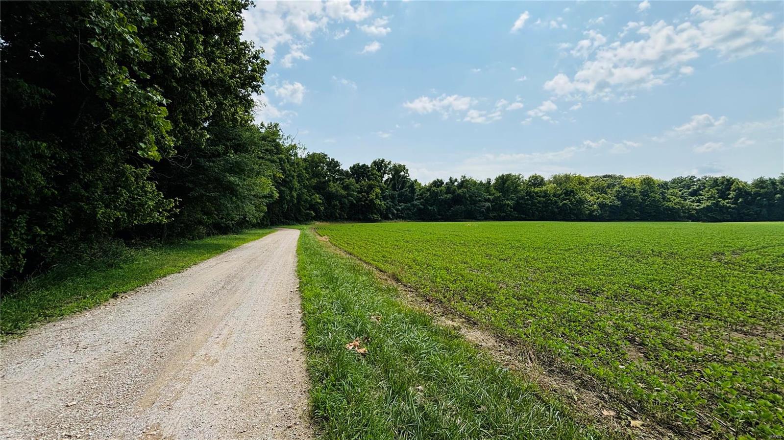 Deep Forest - Residential