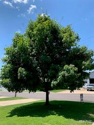 Scheididers Cl5 - Residential