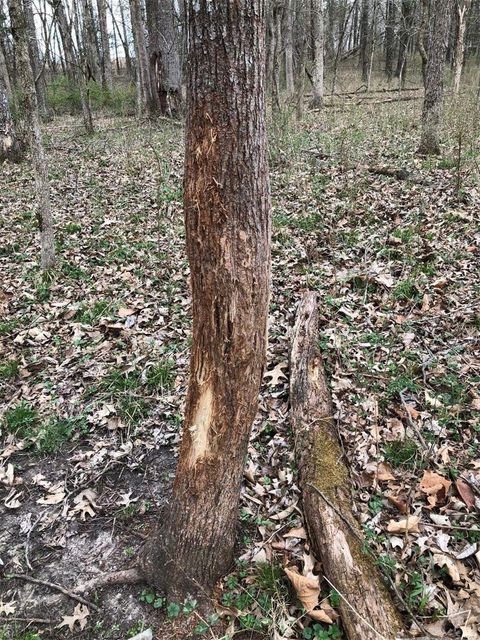 Tiny photo for 0 County Road 1117, Madison, MO 65263 (MLS # 24063023)