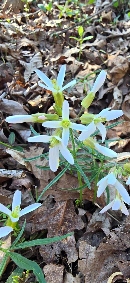 Lake Tishomingo - Land