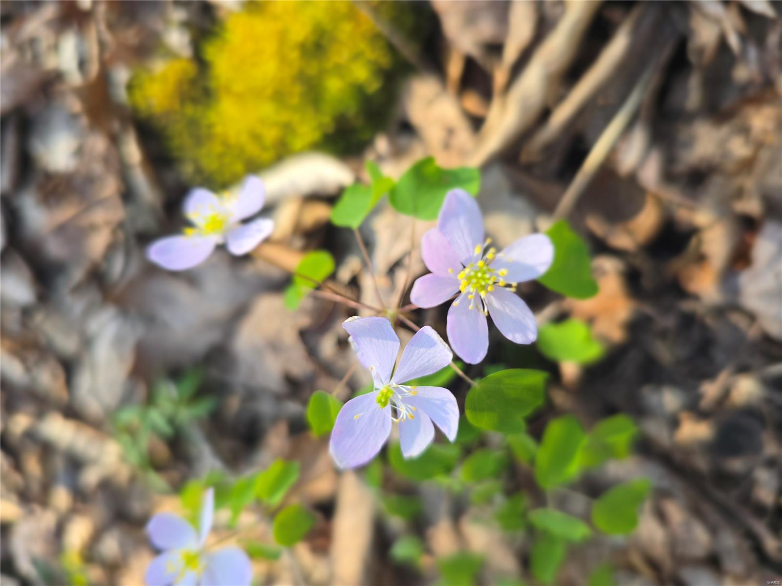 Lake Tishomingo - Land