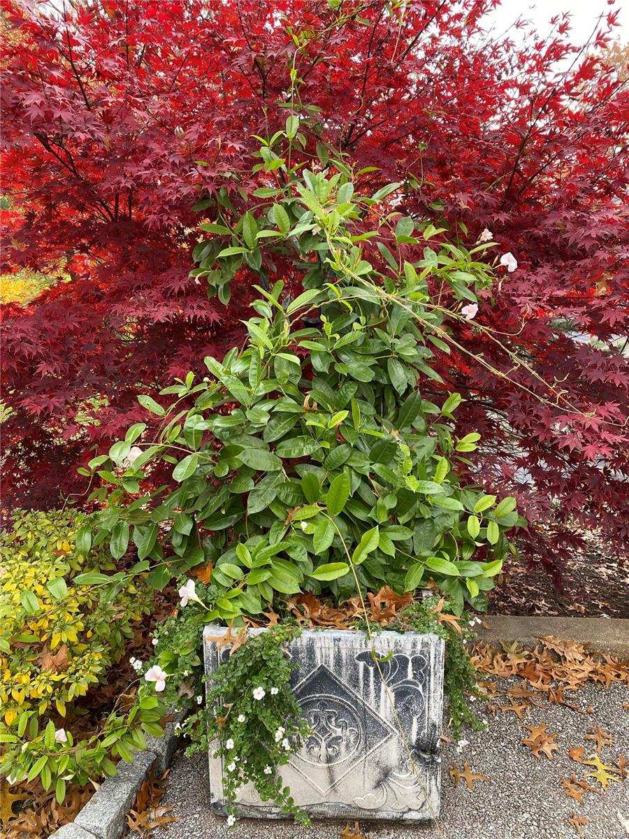 Briarcliff - Residential