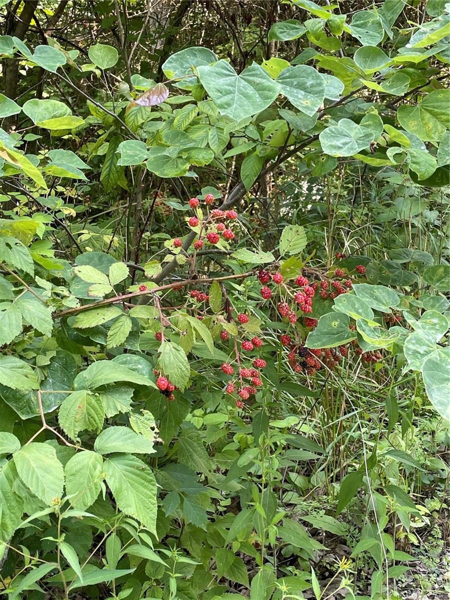 Twin Fawn Estates - Land