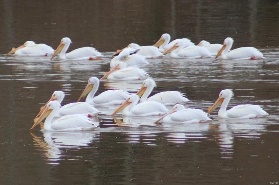 Lsl Dauphine Estate - Residential