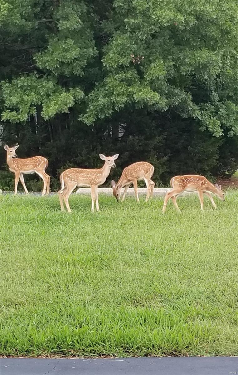 Lake Sherwood Estates - Land