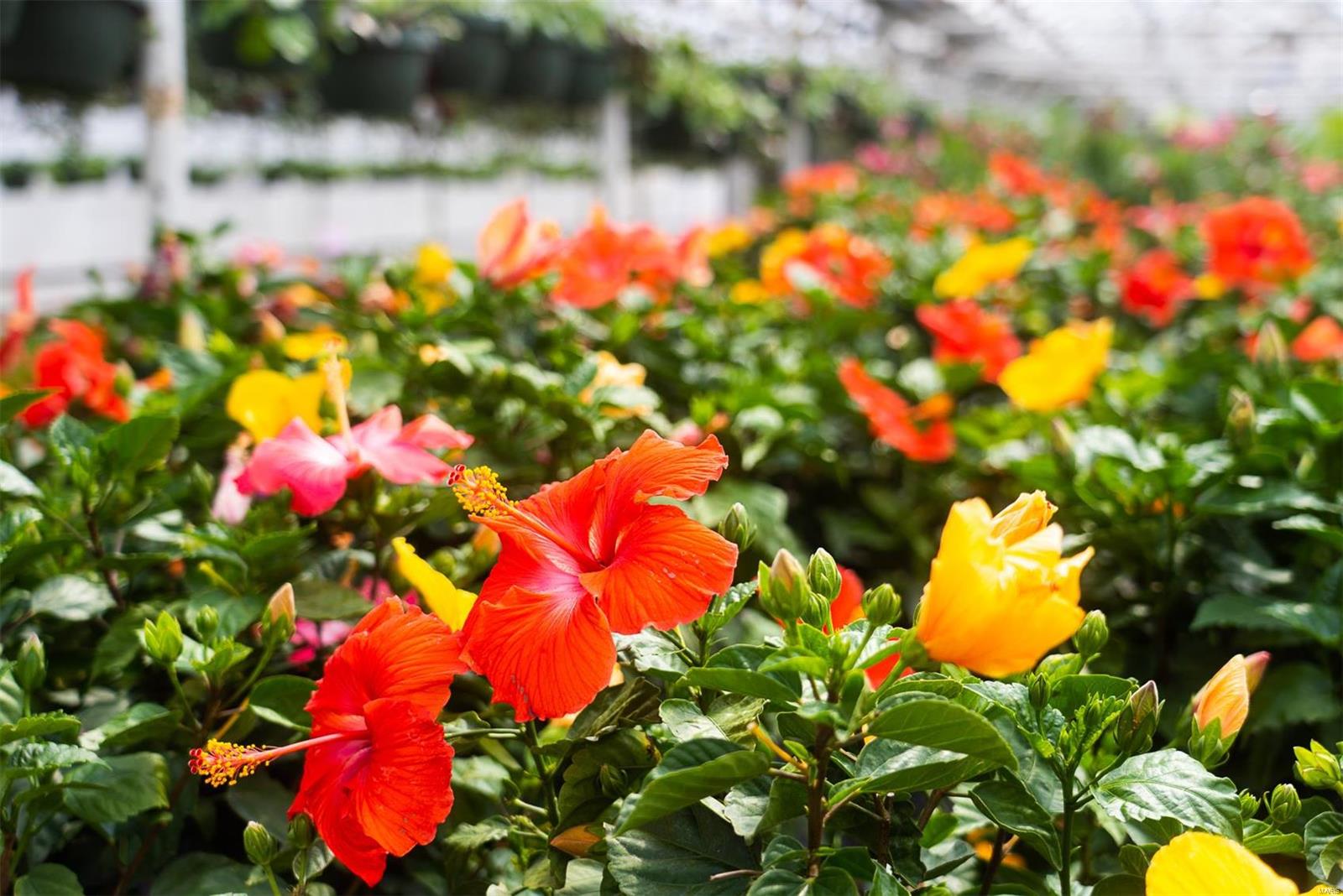 Flat Rock - Commercial Sale