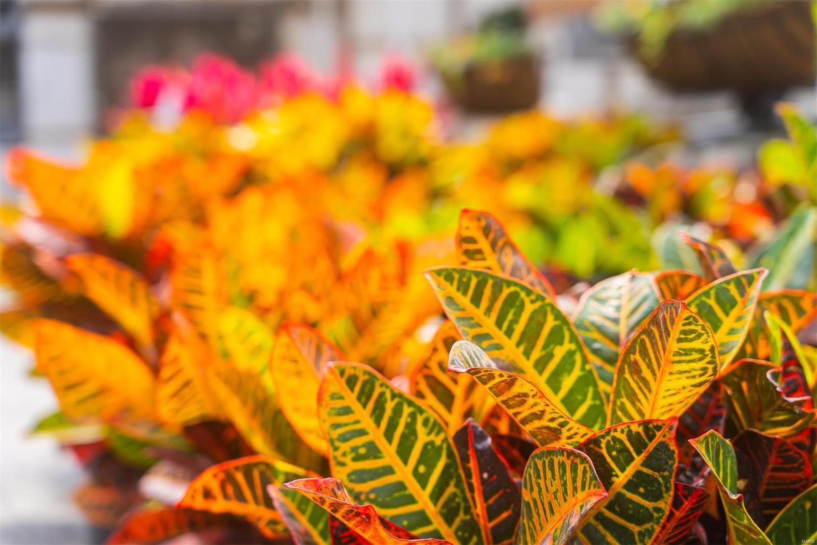 Flat Rock - Commercial Sale