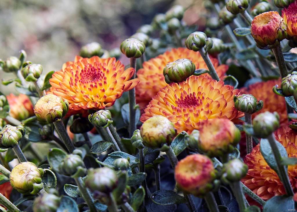 Wild-Wood Add - Residential