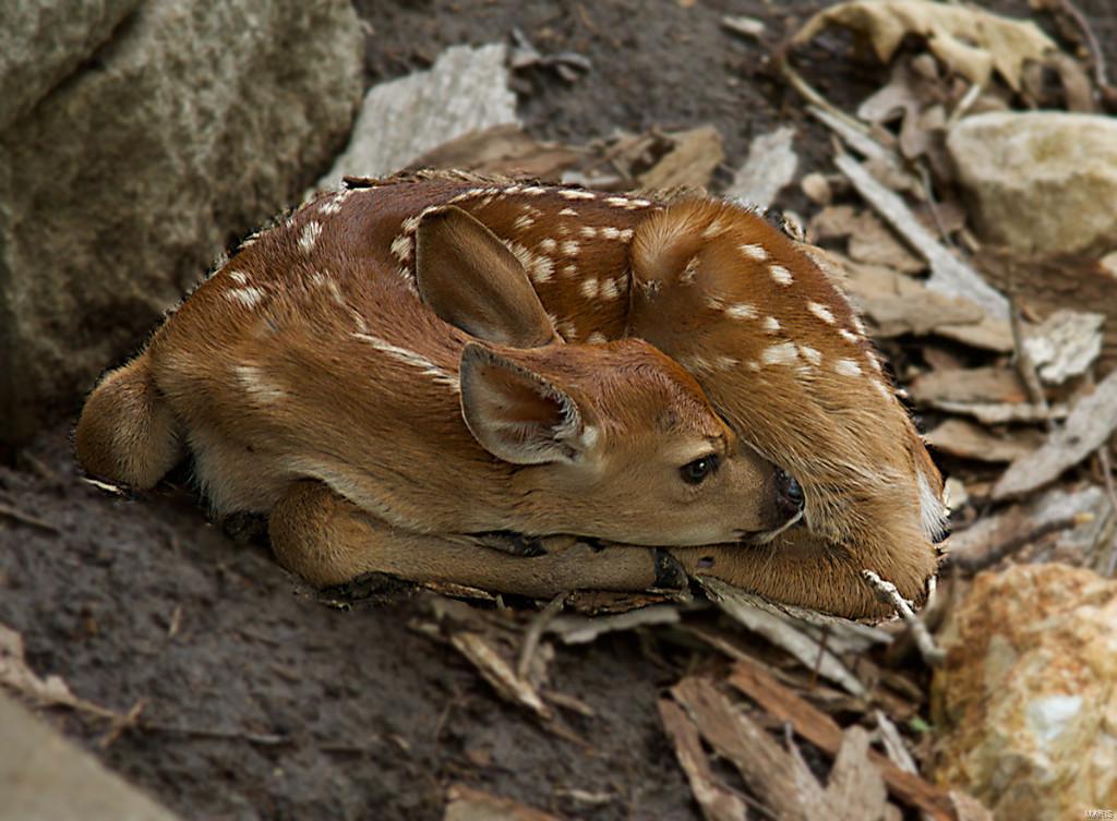 Breeden Mountain - Residential