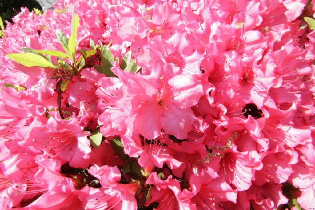 Wedgwood Green Heritage Hill 2 - Residential