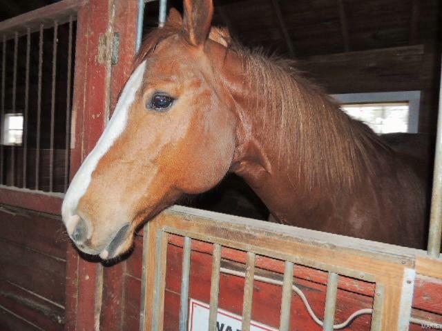 Lindeman - Residential