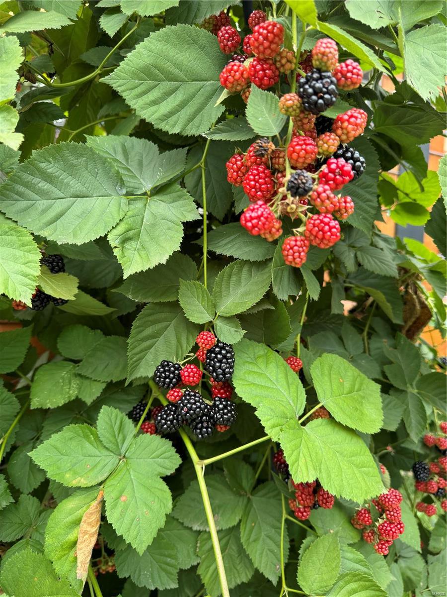 Lindenwood park - Residential