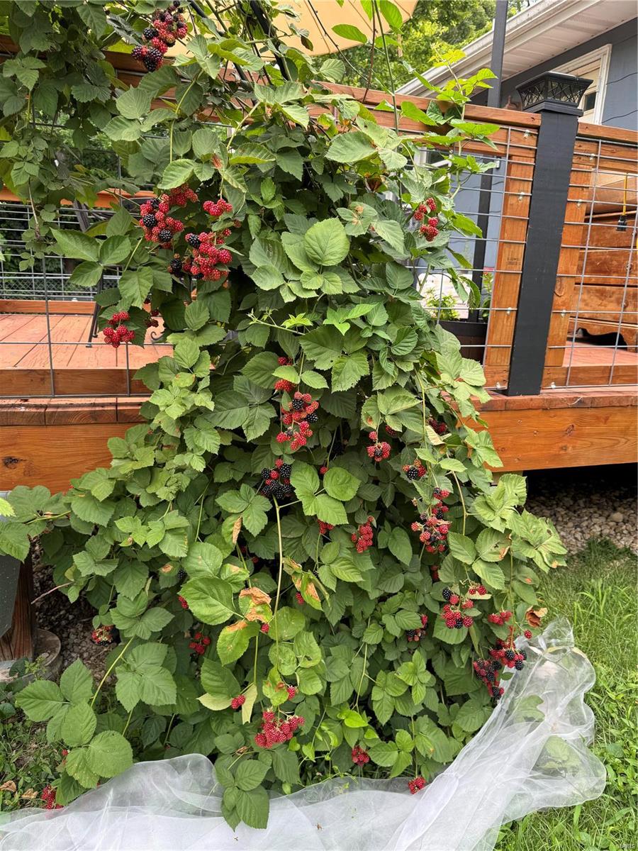 Lindenwood park - Residential