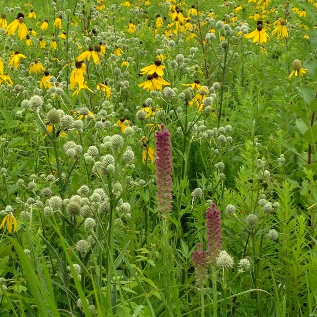 Egypt Mills Rdg Sub - Residential