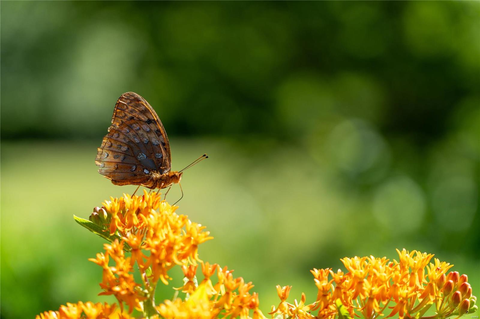 Schoenberger Estates - Residential