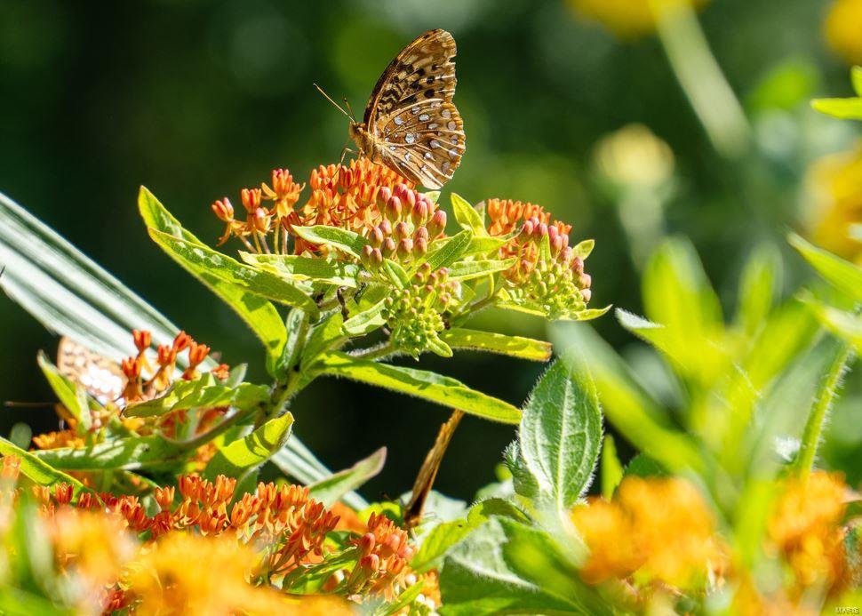 Schoenberger Estates - Residential