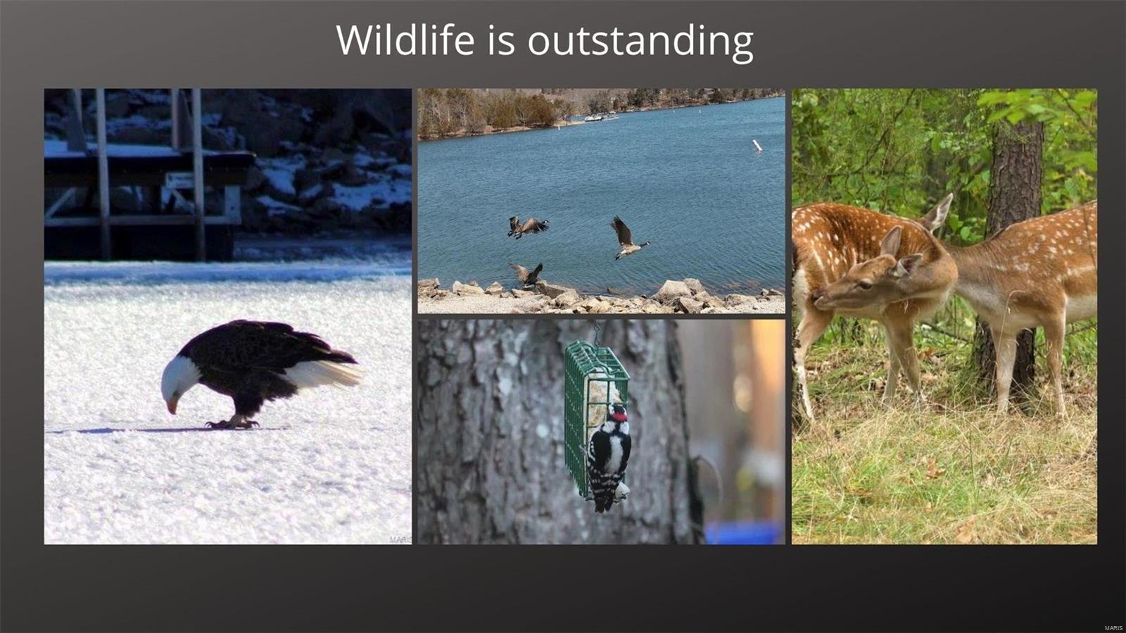 Lake Sherwood Estates - Land