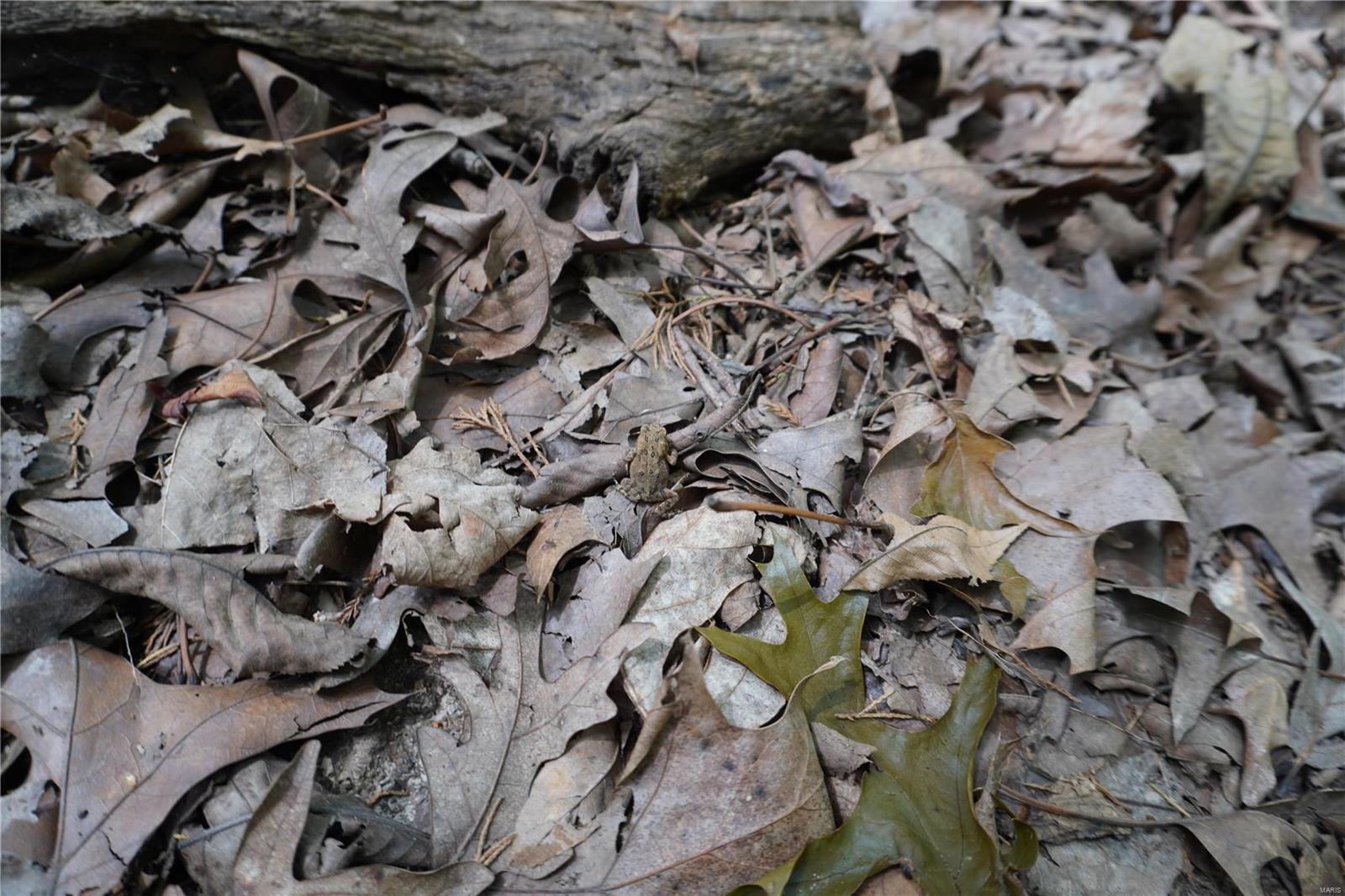 Hummingbird Hills - Farm