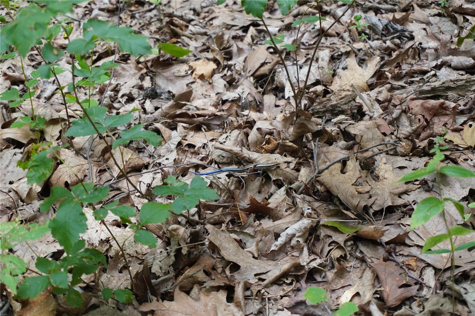 Hummingbird Hills - Farm