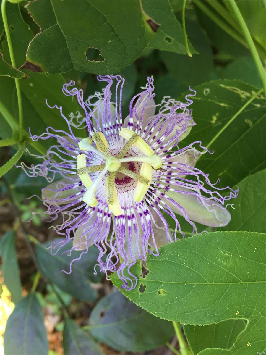 Lake Forest - Residential