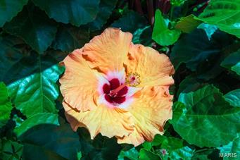 Oakland Terrace - Residential