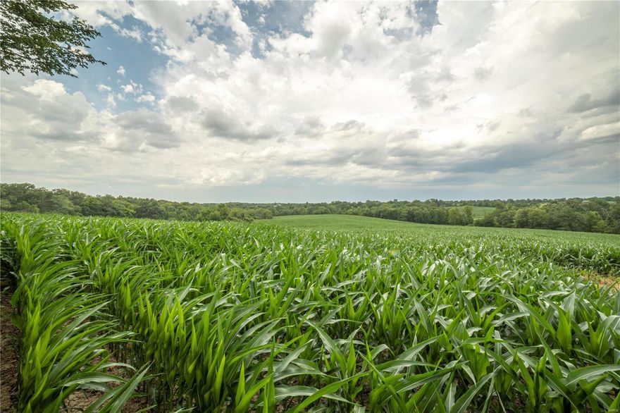 Big farms like this don’t come to the market very often in Ralls County, Missouri, so here is your chance, don’t miss out! 

 Take a look at the aerial photo and you will immediately notice that this farm hunts extremely large with so many possibilities on stand locations and food plots. Several people can easily hunt at the same time and have plenty of space. A quick glance at trail camera history and you will see that this farm will produce big bucks year after year! The fields are surrounded by a big block of timber where deer and turkeys feel secure to feed. I can name very few farms that can be hunted on almost any wind direction so that alone this makes this farm a gem!  

There are multiple entrances on the south side of the farm coming off of Kingsville Lane offering easy access for equipment, access for hunting, or even to build!  The farm is currently planted in corn for the 2024 season with approximately 150 acres tillable being cash rented at $200 an acre.