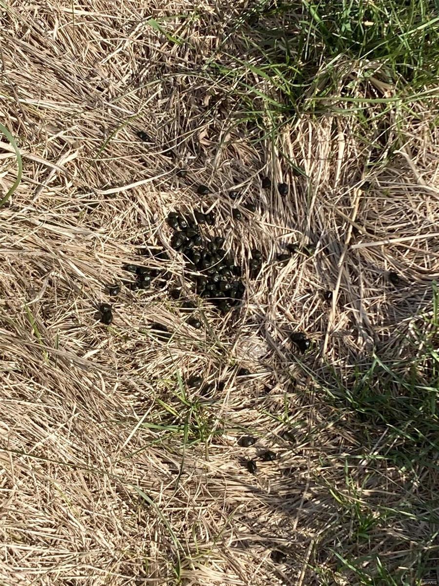 56.381 Acres Hwy - Farm