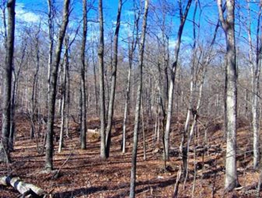 THESE WOODS ARE MADE FOR WALKIN’!  You’re gonna love this WOODED LAND nestled into the rolling hills of southwestern Washington County, MO. Predominantly covered in hard wood timber, there's also a nice cedar grove in the bottoms along the seasonal creek branch. This peaceful 30-acre haven is BORDERED ON 2 SIDES by large tracts of MARK TWAIN NATIONAL FOREST, near COUNCIL BLUFF LAKE. There's some old fencing and two lines surveyed and marked with Forest Service signs. You can get here from there –  located only 90 minutes from St. Louis County, and about 7 miles from the nearest town for supplies, groceries, gas etc. It’s truly a great destination for HUNTING, CAMPING and other RECREATIONAL meditations! Judging by all the deer and turkey sign, you’ll be in good company here! Owner has applied for special use permit to access across federal land -- and the new owner can apply to have the permit in their name. SHOWN TO QUALIFIED BUYERS BY APPOINTMENT. AN AGENT WILL ACCOMPANY ALL SHOWINGS.