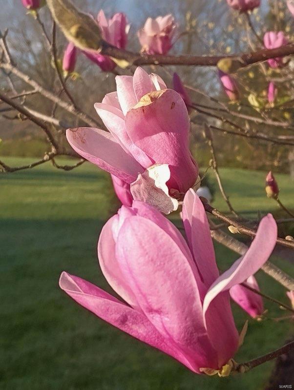 Chesterfield, Missouri 63005, United States, 4 Bedrooms Bedrooms, ,3 BathroomsBathrooms,Residential,Pending,34566