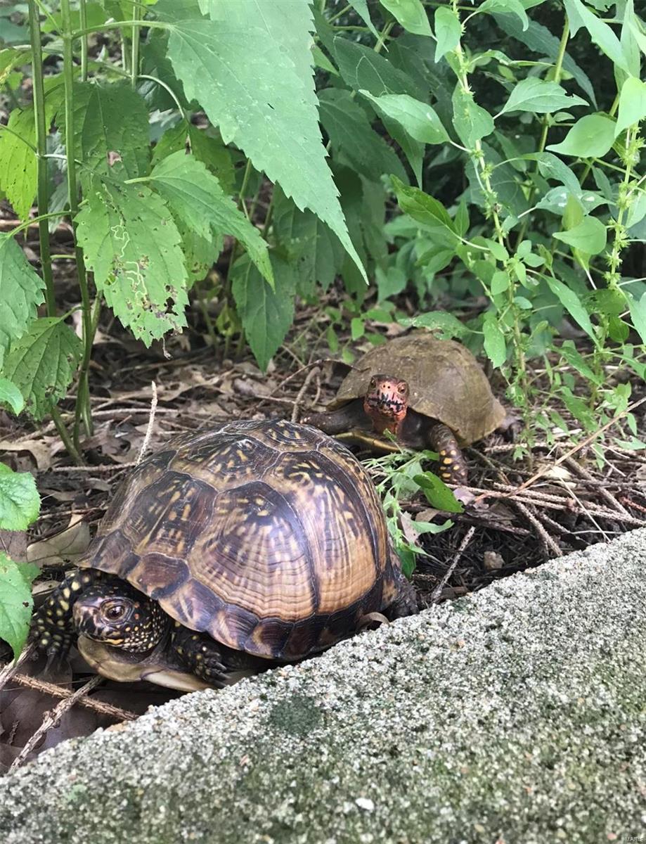 Timber Ridge Estates - Residential