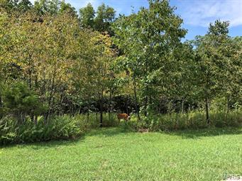 Warrenton Woods - Farm
