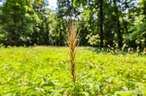 Tiny photo for 000 Ratermann, Silex, MO 63377 (MLS # 26055935)