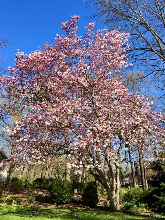 Webster Park - Residential