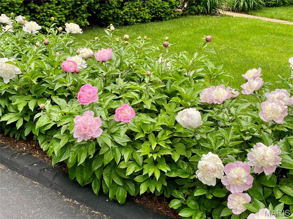 Webster Park - Residential