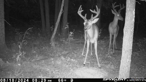 160 STATE RD FF, EDWARDS, MO 65326 - Image 0f3b9ce8d1df2ad757911042375adaa5/3280786599